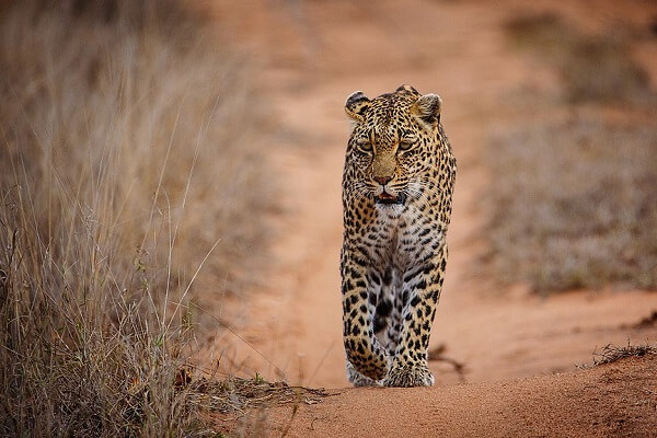 See a leopard at Sabi Sands Game Reserve